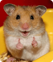 Hamster Happiness